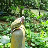 Jurong Bird Park