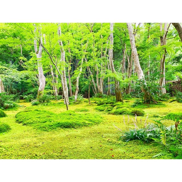 苔の絨毯が美しい京都　祇王寺