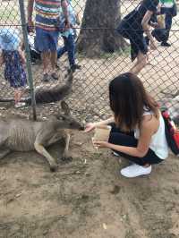 澳洲布里斯本景點｜龍柏動物園 Lone Pine Koala 與無尾熊合照 