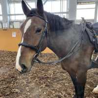 冬のインドア乗馬場