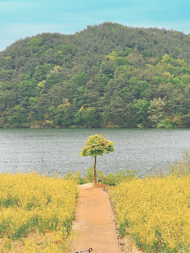 경주에서 유채꽃 풍경 제일 예쁜 카페🌼