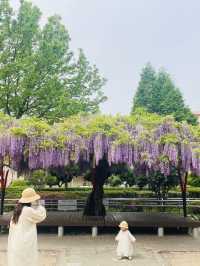 알록달록 동네 놀이터와 주렁주렁 포도송이같은 등나무를 볼 수 있는 곳💜