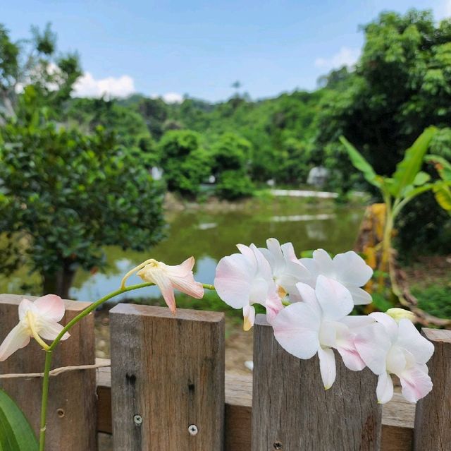 小白鷺餐廳
