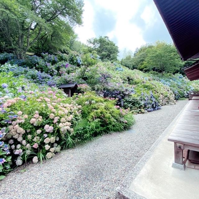 【兵庫県】華観音寺あじさい寺で1万株の紫陽花を愛でる！