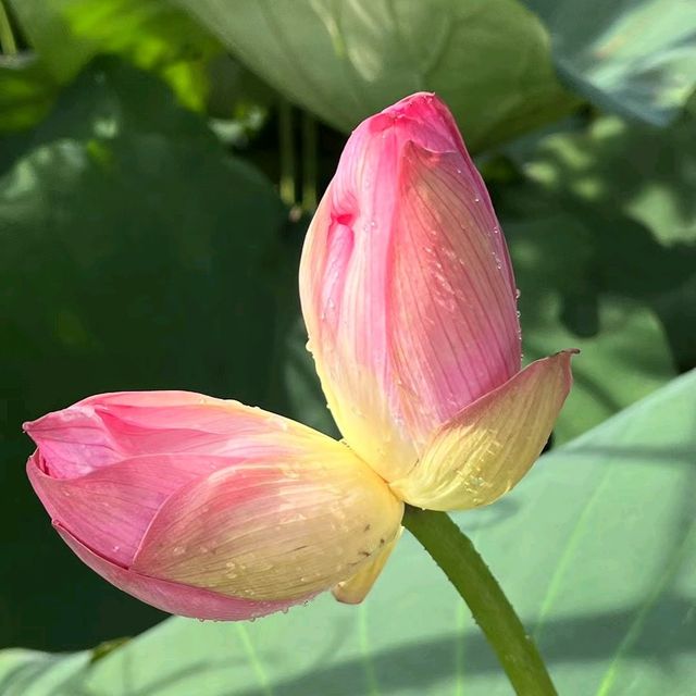 上水虎地坳、河上鄉賞花遊蹤