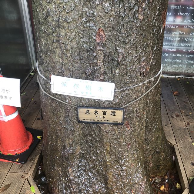 【等々力渓谷】