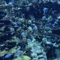 全港最大海洋公園‼️超令水族館😗期間限定萬聖節🎃活動