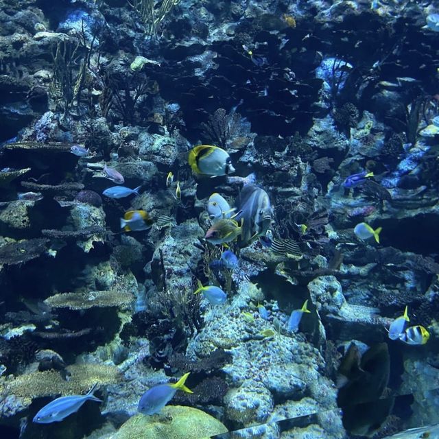 全港最大海洋公園‼️超令水族館😗期間限定萬聖節🎃活動