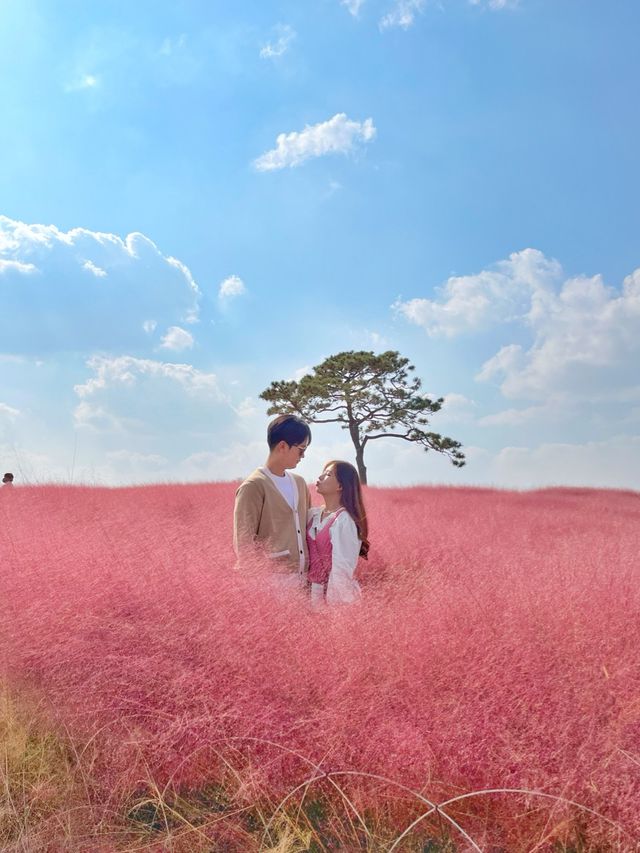 핑크뮬리의 매력 속으로 풍덩 💗