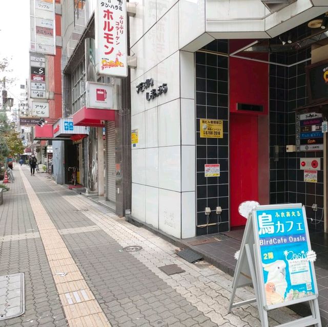 【大阪 東心斎橋】バードカフェで癒されちゃう🐦