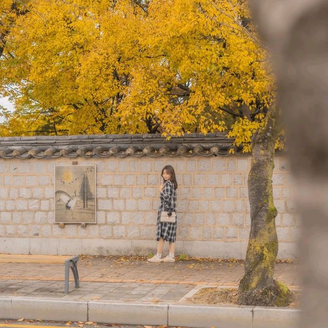 🍂가을을 느끼기 좋은 경주스러운 곳 [경주, 대릉원 돌담길]