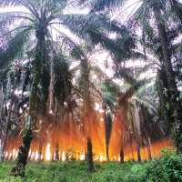 natural morning walk in palm oil plantation 