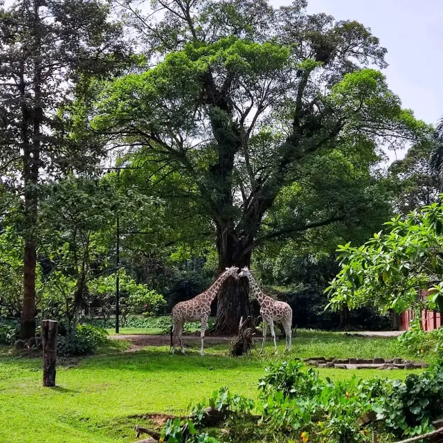 Wonderful Experience in Taiping Zoo