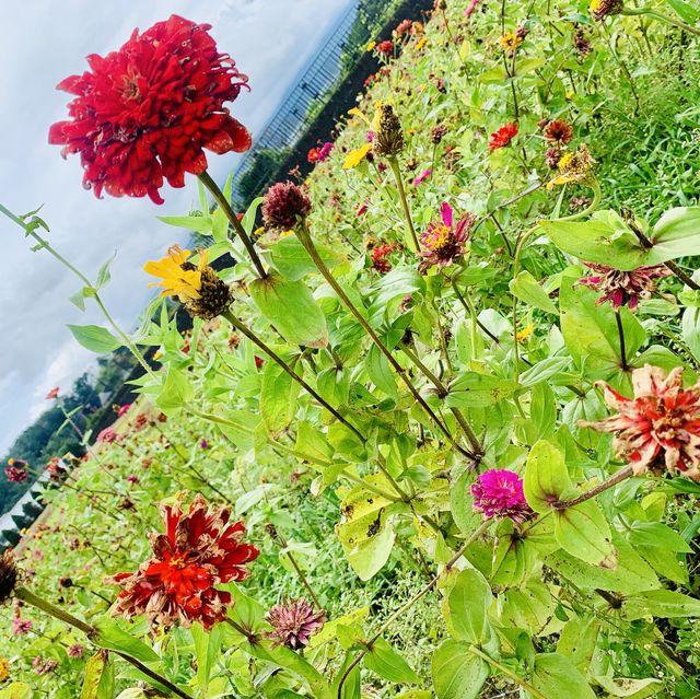 【山梨】山中湖 花の都公園