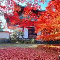 【紅葉巡り】京都ー東福寺