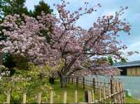 京都　KYOTO SAKURAめぐり❗️京都御苑の車返桜に感動❗️