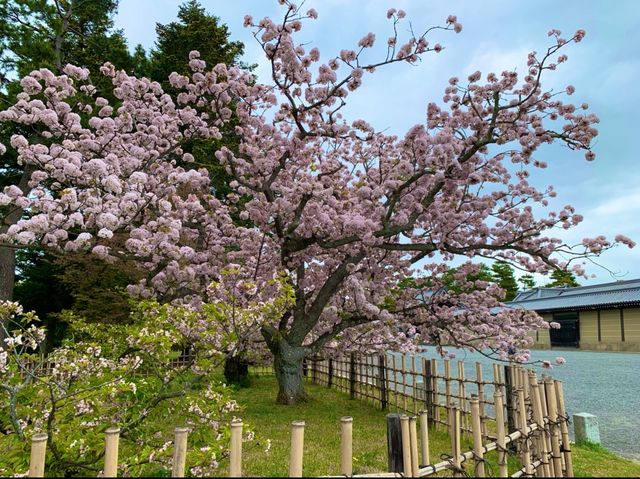 京都　KYOTO SAKURAめぐり❗️京都御苑の車返桜に感動❗️