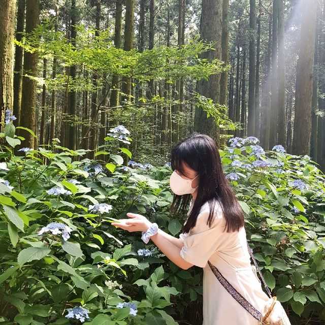 제주도에서 트레킹하기 [사려니숲길]