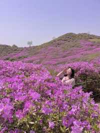 봄엔 철쭉보러 황매산 가야지 💗