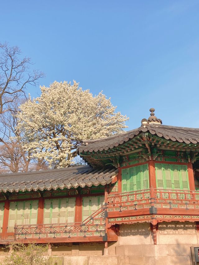 고즈넉한 창덕궁과 어우러진 꽃 🌸