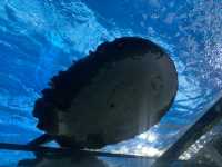  Monsters aquarium pattaya  สวนสัตว์ในร่ม