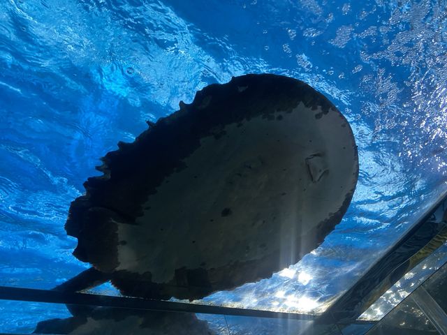  Monsters aquarium pattaya  สวนสัตว์ในร่ม