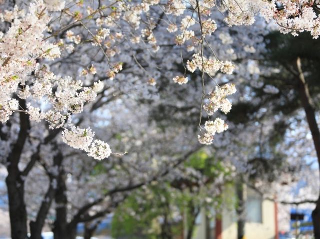 구례 섬진강 벚꽃길