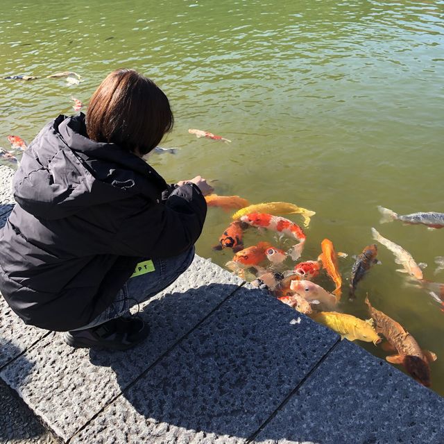 Chùa katsuo-ji ngôi chùa của sự may mắn 