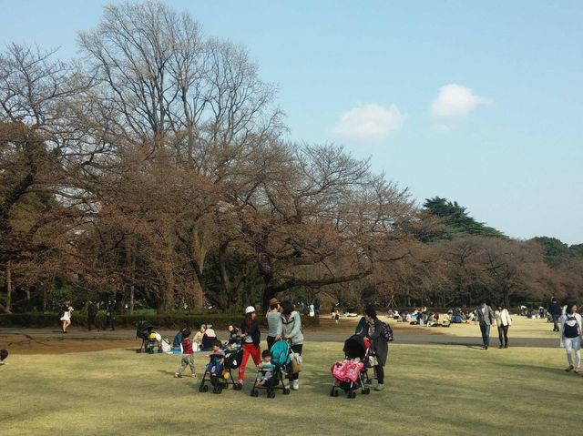 東京賞櫻勝地🌸🌸➡️新宿御苑
