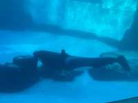 名古屋港水族館