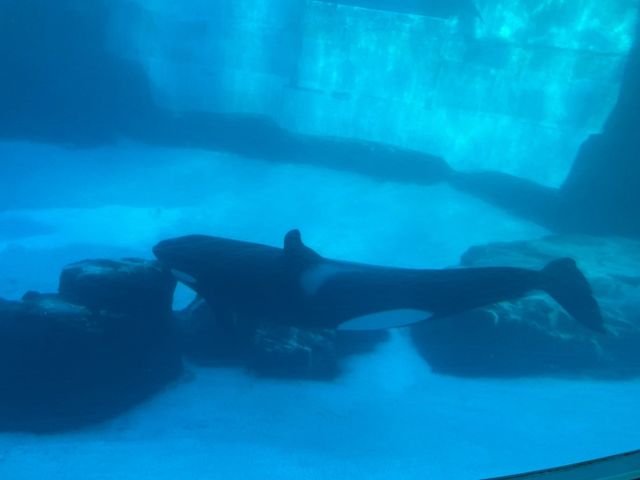名古屋港水族館