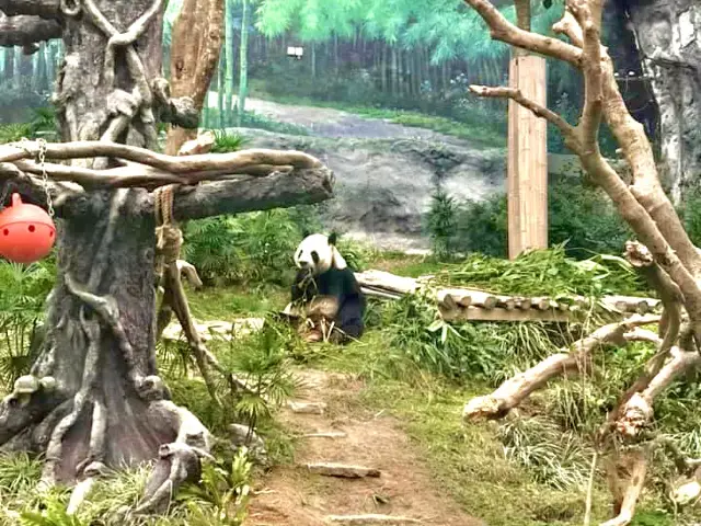 SEEING PANDA FOR THE FIRST TIME!- Macau