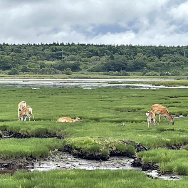 北海道　道東で出会った動物