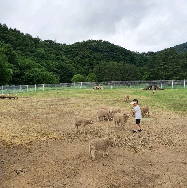 초록초록 대관령 스위스💚 