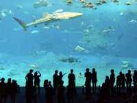 沖縄美ら海水族館❤️