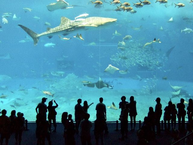 沖縄美ら海水族館❤️
