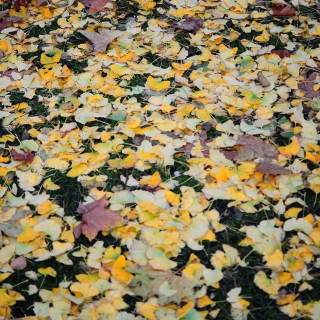 AUTUMN IN THE LARGEST PARK IN LONDON