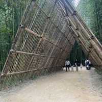 Juknokwon bamboo forest in Autumn