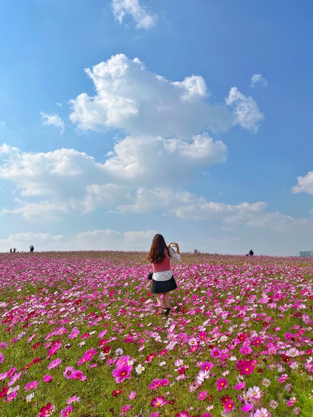 안성팜랜드 코스모스 축제 🌸❤️