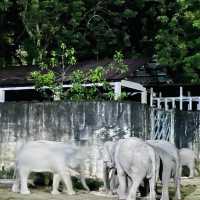 Night Safari Zoo Taiping