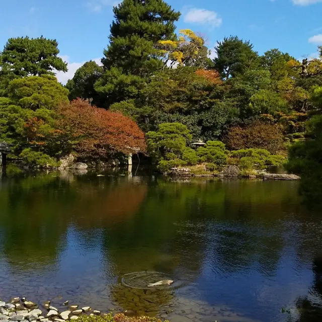 京都御所の御池の鯉