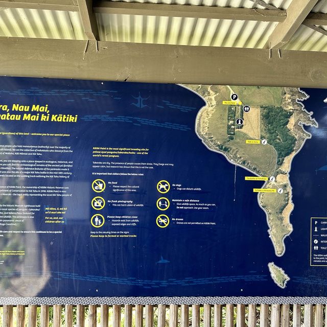 NZ 紐西蘭 南島 卡提奇燈塔 Katiki Point Lighthouse
