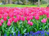 Shanghai Flower Port - Tulip Festival 
