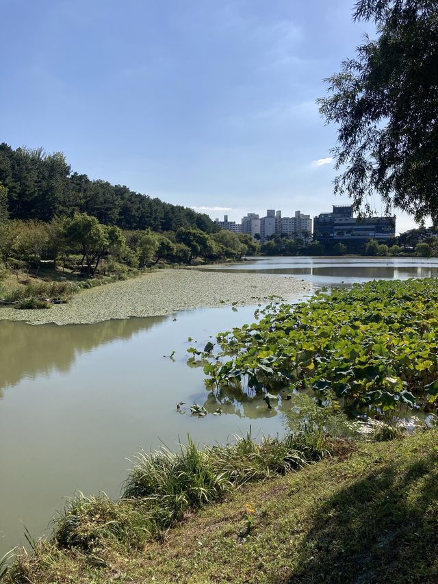 순천 호수공원 피크닉