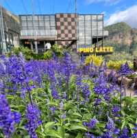 PINO​ LATTE​ เขาค้อ​  เพชรบูรณ์