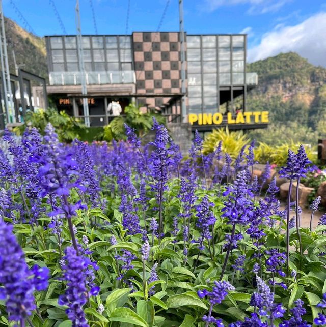 PINO​ LATTE​ เขาค้อ​  เพชรบูรณ์
