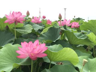 Lotus flowers in Aisai City, Aichi Prefecture

There is a famous lotus spot in Aisai City, Aichi Prefecture.

The best time to see the lotus flowers is around mid-July.

The lotus flowers start to bloom early in the morning and close at noon, so
you need to go between morning and noon.

The ground is muddy the day after it rains, so
I recommend wearing sneakers.

There is a roadside station nearby, where you can park your car and enjoy the view.
The roadside station also sells fresh vegetables, so
when I go there, I buy some to take home.

Location:
Morikawa Flower Field, Muranaka, Morikawa-cho, Aisai City

#FlowerSpot
#SummerShortTrip