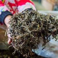 picking tea in the mountains of puer 