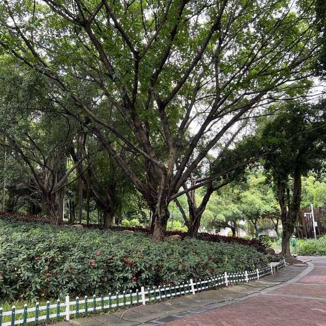 打卡深圳龍華公園
