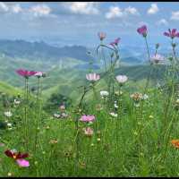 Flower spotting in Moganshan